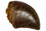 Serrated, Baby Carcharodontosaurus Tooth - Morocco #361024-1